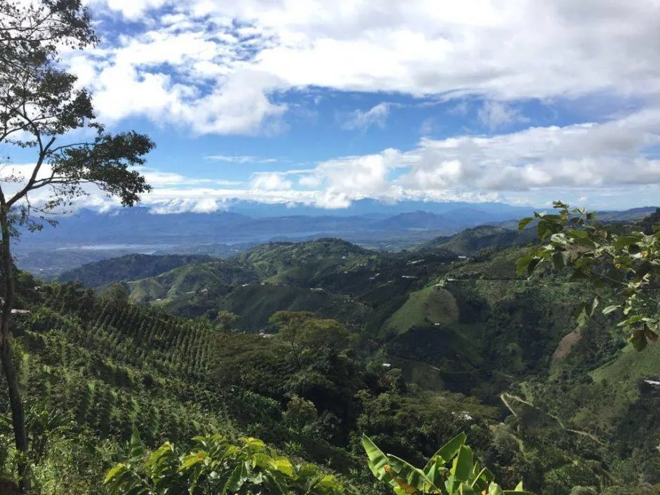 Colombian Washed Red Bourbon -  Granja La Esperanza Arabica Roasted Coffee