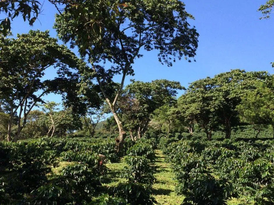 Colombian Washed Red Bourbon -  Granja La Esperanza Arabica Roasted Coffee